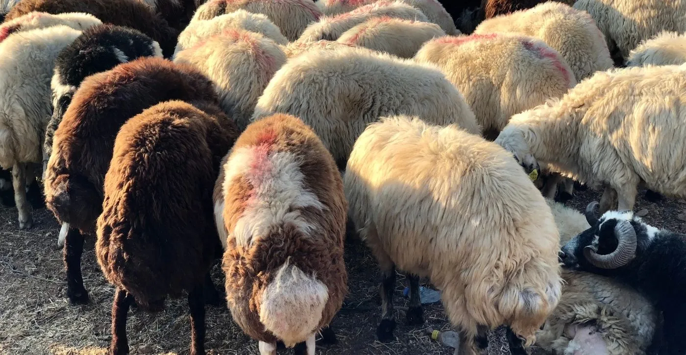    7000'TL'den başlayan fiyatlar 